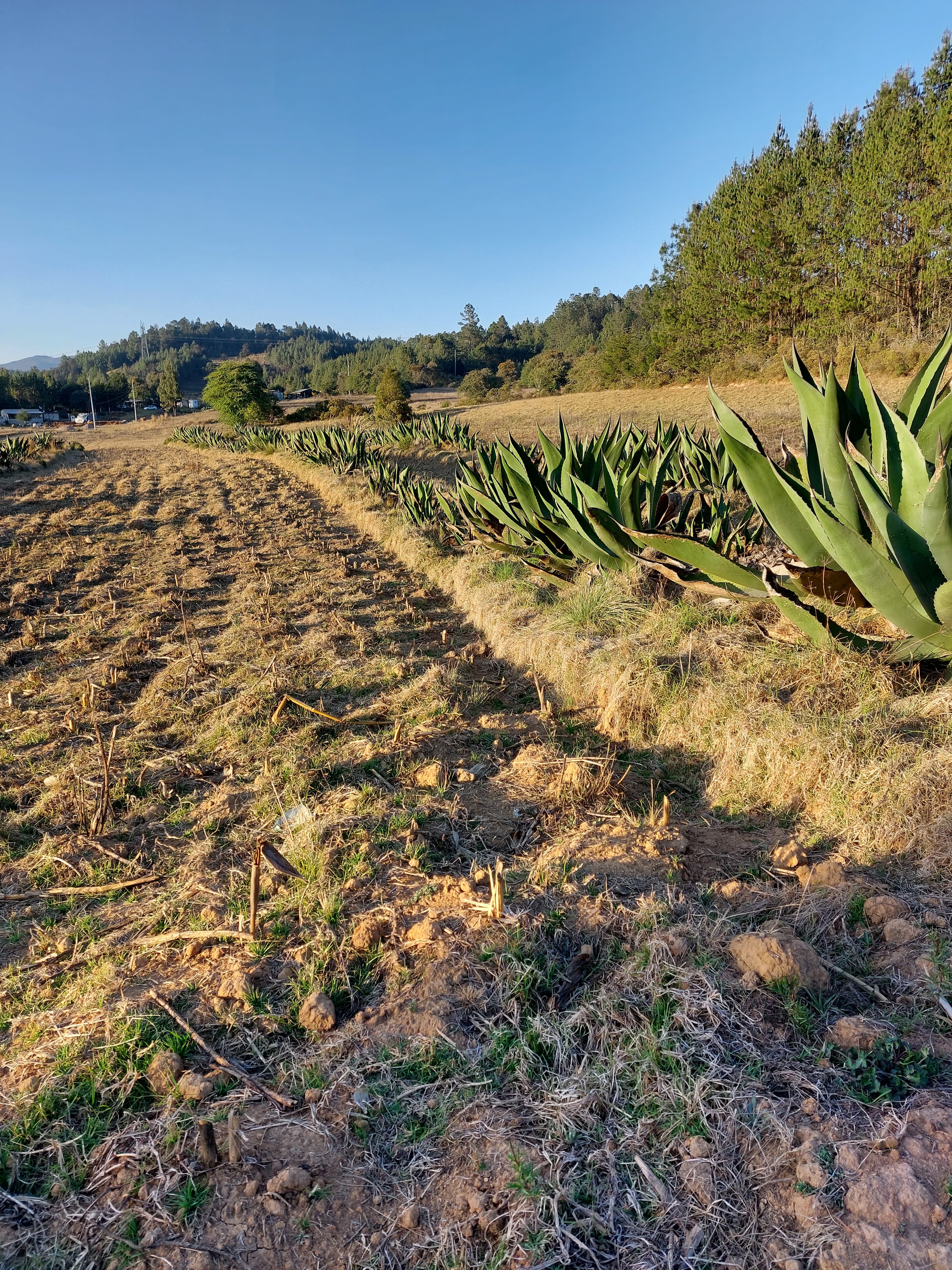 Manzanas rojas maduras en el vivero Fitoaxioma