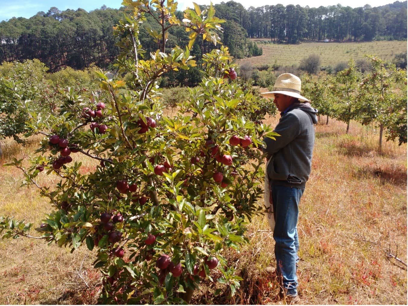 Árboles de manzana en el huerto Fitoaxioma