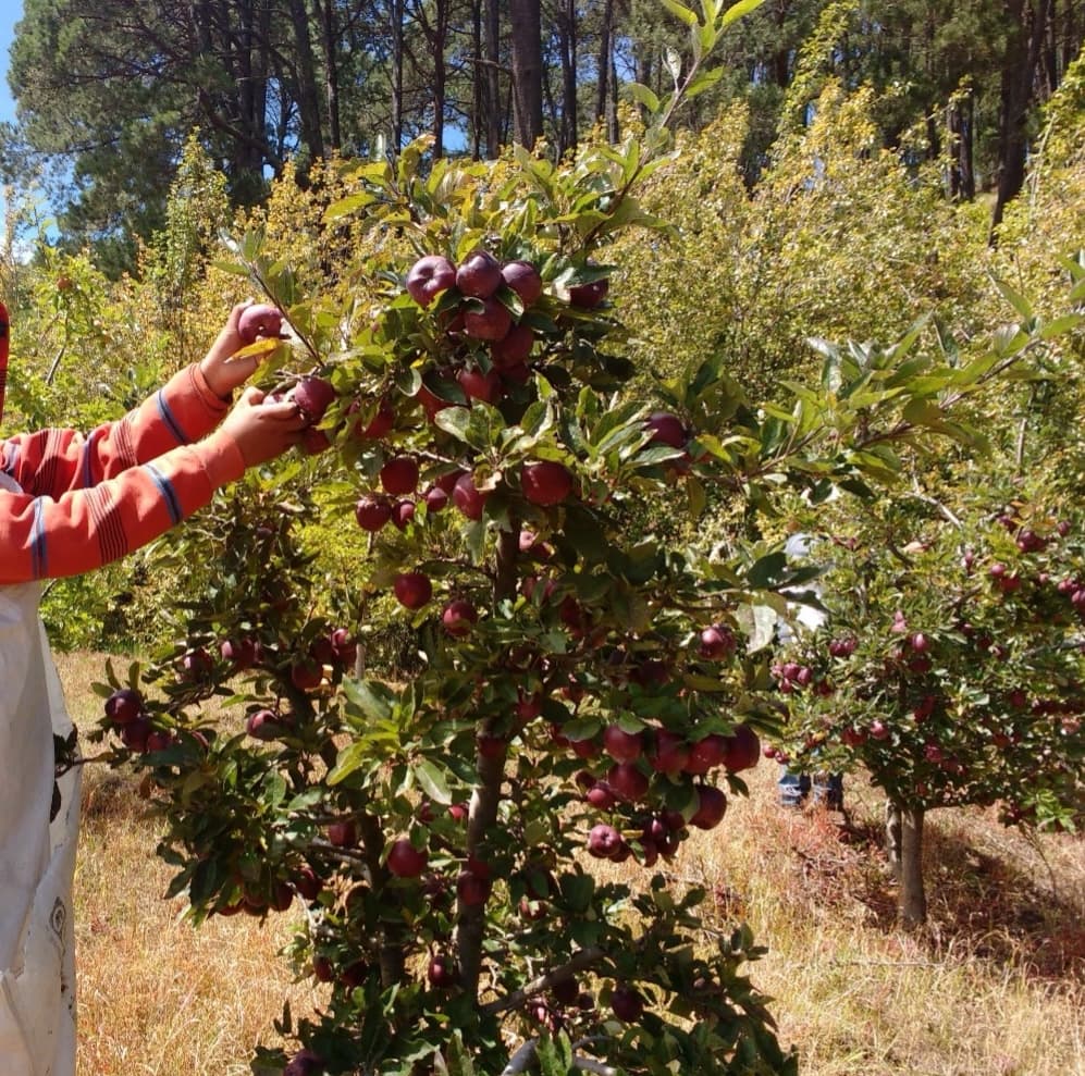Árbol de manzana injertado sobre EMLA-111